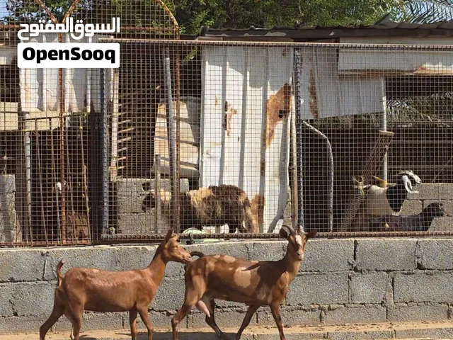 شواه الجنوب فيهن حليب