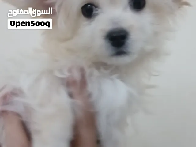 Yorkshire Terrier puppy for sale