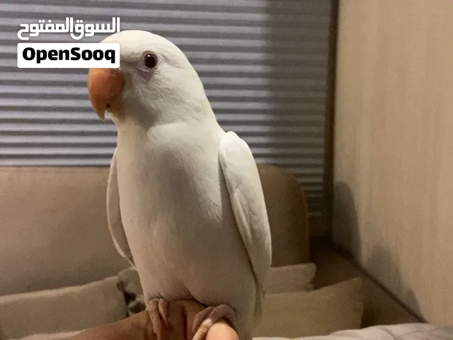 للبيع متو البينو