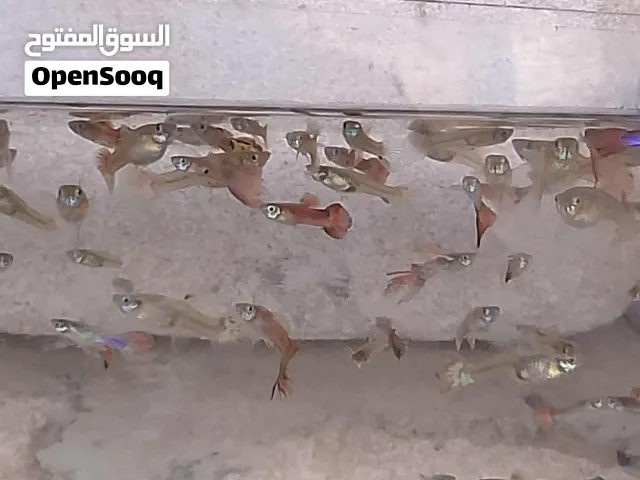 حوت قوبي للبيع جمله