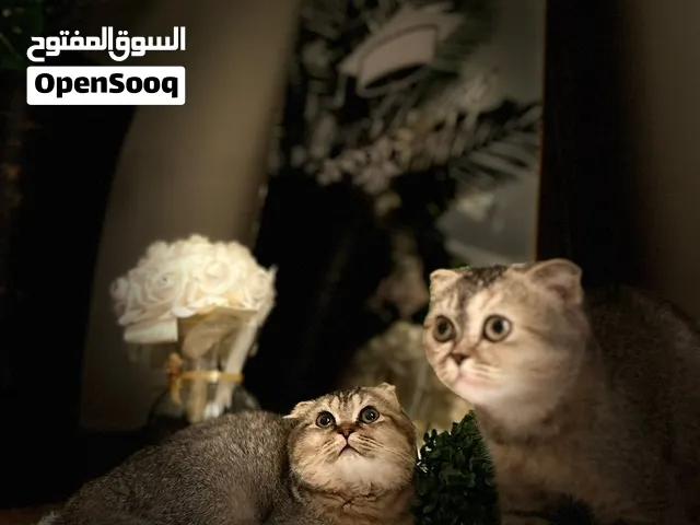 سكوتش فولد اصلي