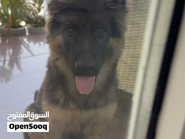 كلب جيرمن شيبرد شولاين