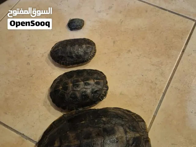 سلاحف برمائيه اليفه جدا وصحه جيده