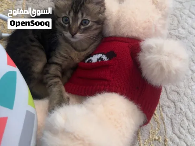 قطط شيرازي مكس بريطاني