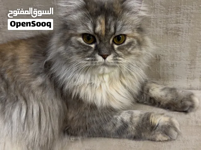 قطط شيرازي للتبني عمرهم سنة