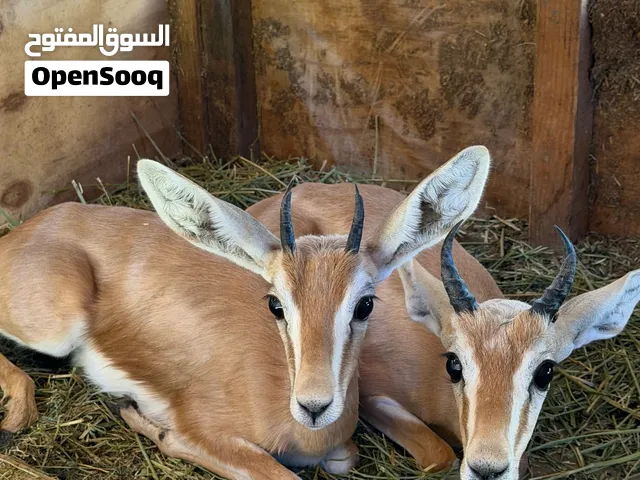 كوبيه غزال الريم