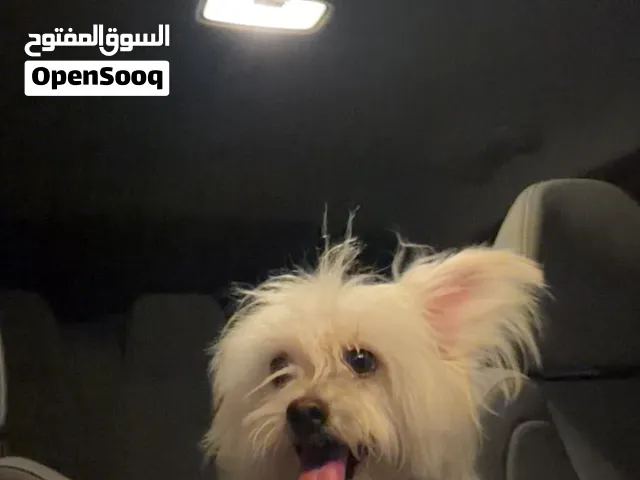 كلب (ذكر) للبيع اليف جدا