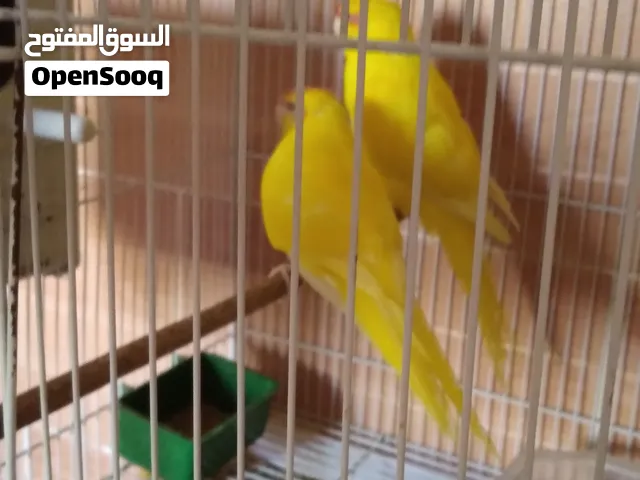 كوبيه كاكاريكي عندهم فرخين لون طفره تم بيع الفروخ