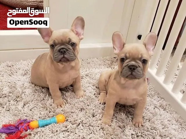 French Bulldog Puppies