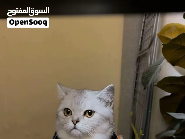 British Shorthair Cat for Adoption قطة بريتش شورت هير للتبنّي