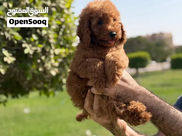 Toy Poodle