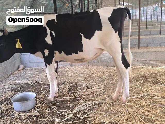 ابقار هولندية هوليشتاين