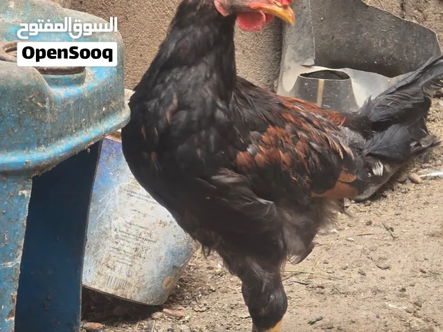 ديوك للبيع