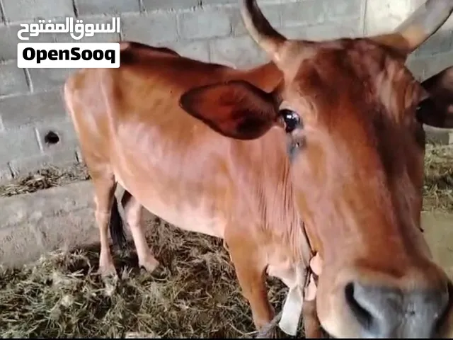 بقره مال در ماشاءالله