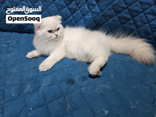 4 moths old Female Scottish fold kitten name Queen looking for a new home