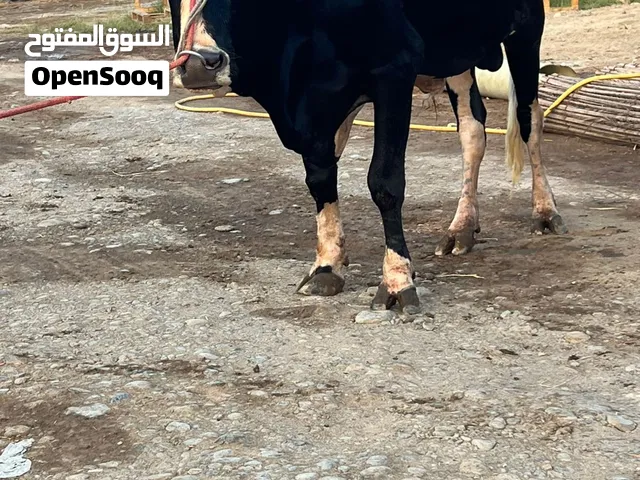 ثوور للبيع