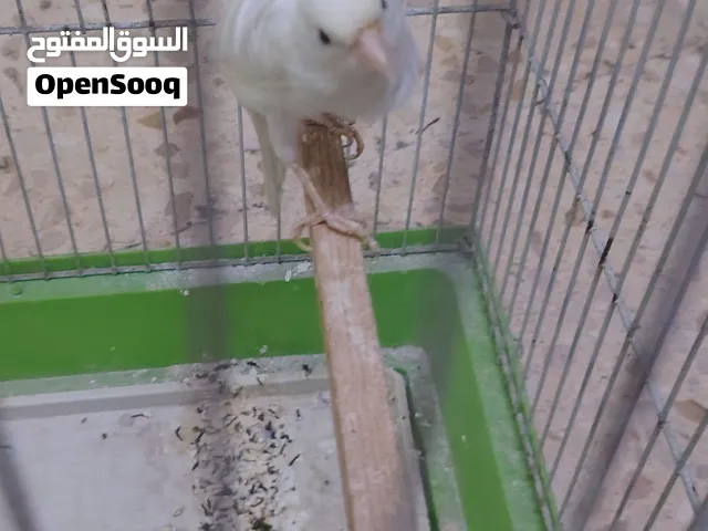 جوز كنار فحل ابيض كرست والانثى جنوبية ليموني  وفحل ابيض بندوق جنوبيات