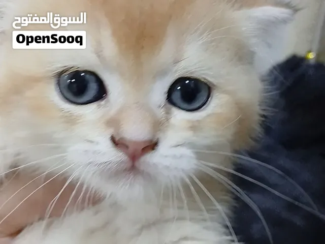 سكوتش عمر شهر ونص جولد