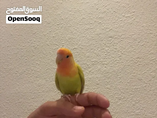 روز اليف عجينه لون مميز و جوز حب الفحل كورك تكساس و الطيرة البينو عين حمرا حبات بتجنن شوف الوصف