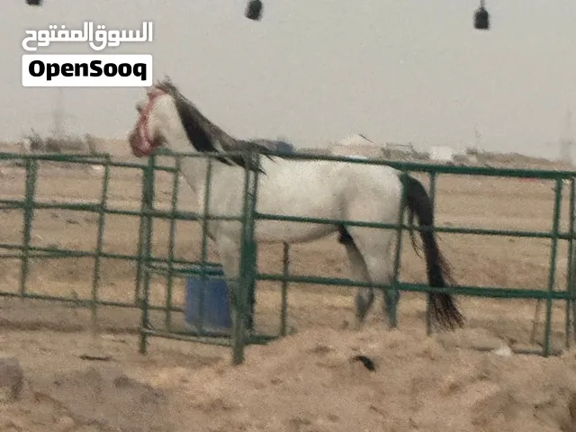 حصان فاخر مواليد 23