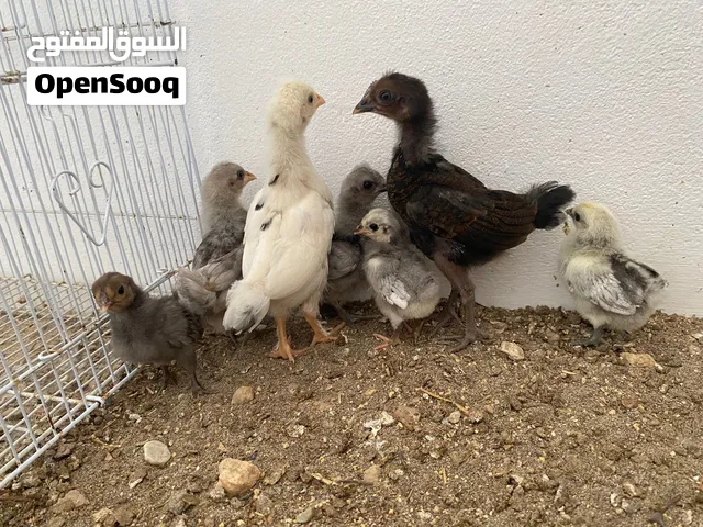 دجاج كويتي حبحب للبيع