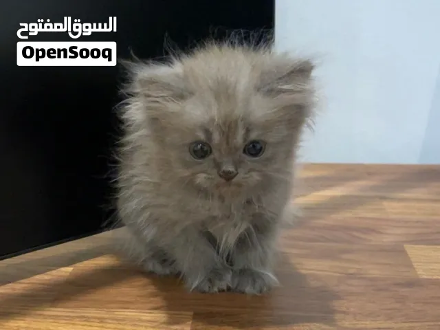 Persian-himalayan kittens