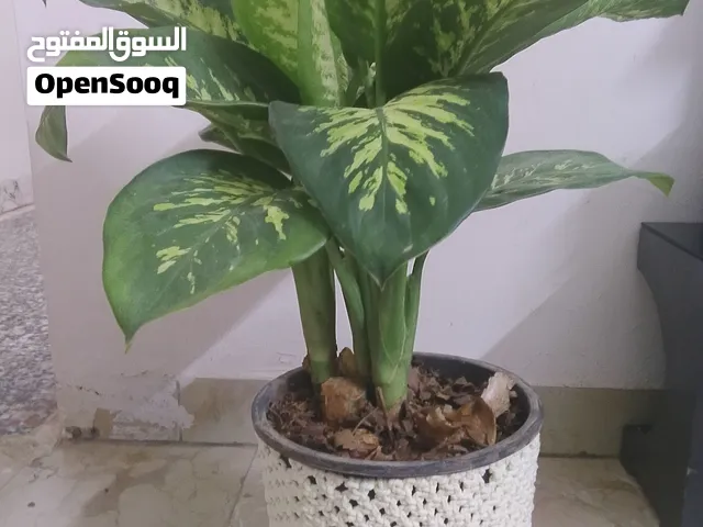 نبات الزينه الديفنبا
