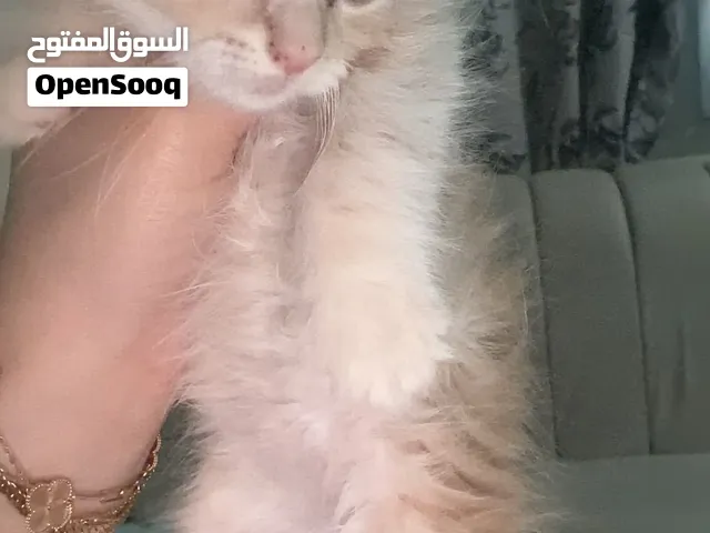 قطط اناث ميكس شيرازي وتركي