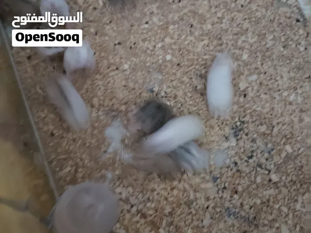 همسترات روسي