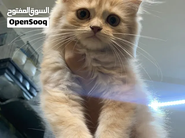 best Persian kittens for sale