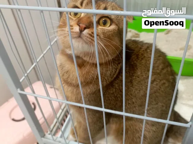 قطتين للبيع سكوتش وشيرازي