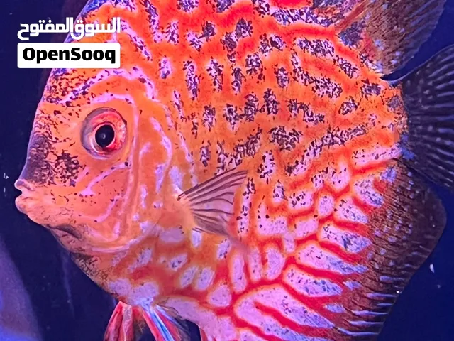 اسماك دسكاس