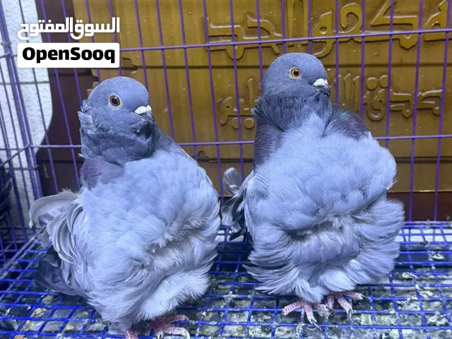 أزواج كشكي  زاجل وايراني زوج  80