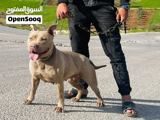 انثى بيتبول عمر سنه ونص سعر مغري جدا وقابل للتفاوض