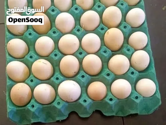 بيض دجاج كويتي مطوك اصلي