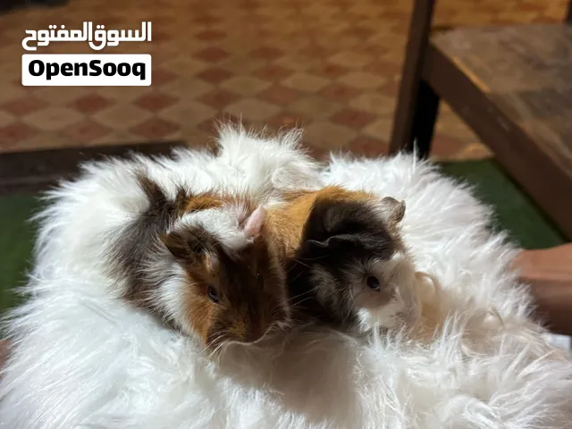 هامستر للبيع