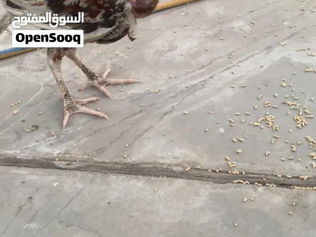 متاح ام ركيبه بورسلاين