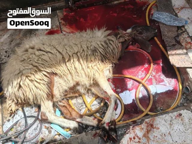 ذبح الذبائح جزارة ذبح وصلخ وتقطيع الخراف والماعز والأبقار والجاموس والابل والنعام