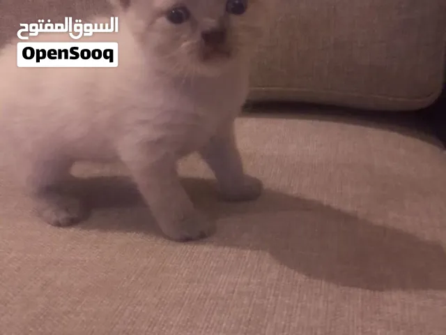 kitten for sale