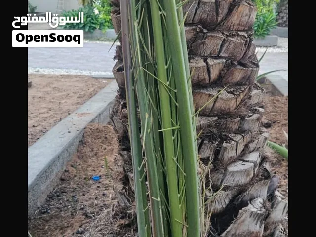 فسايل خلاص الظاهرة للبيع