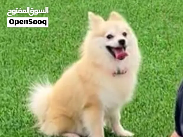 كلب بومرينيان