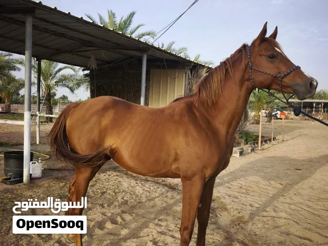 إستمارت بيع  النوع :حصان  الجنس: فحل العمر : 7 سنوات