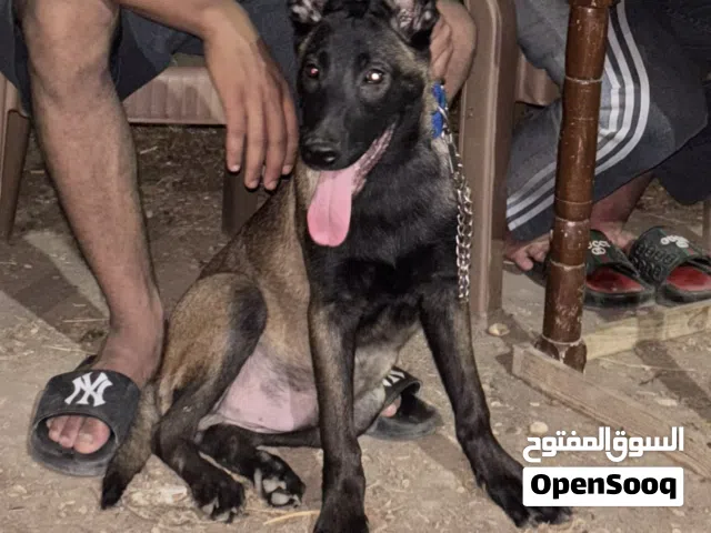 كلب مالينو