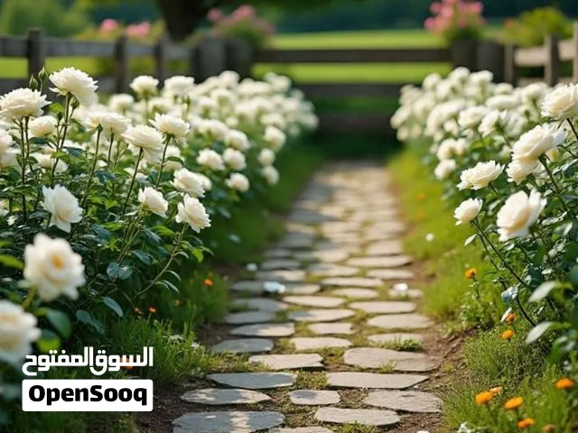 لو معك كتب  تالف بشتريهن