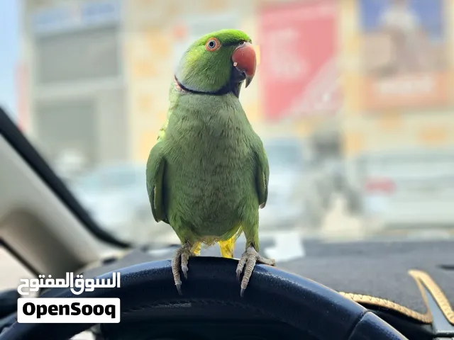 Adult ringneck pair 560 only!!!