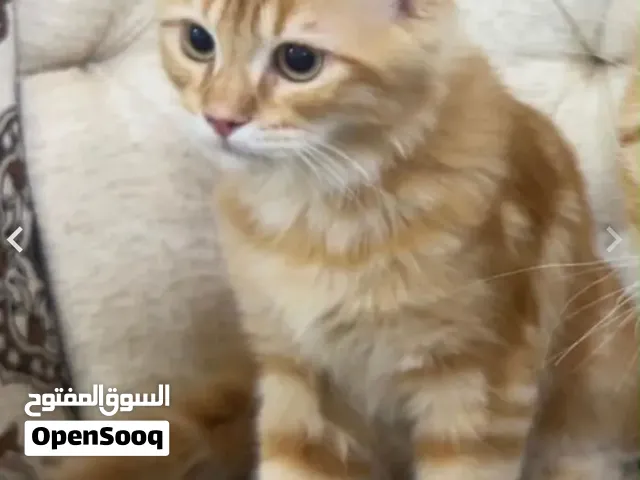 قط شيرازي للبيع 100ریال