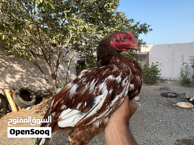 دجاج باكستاني