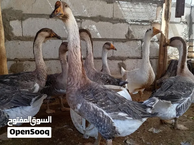بط للبيع اقرة الوصف