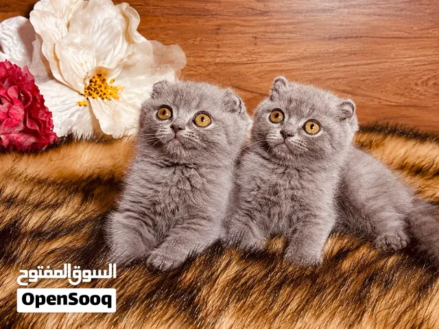 Scottish Fold Blue 800 AED