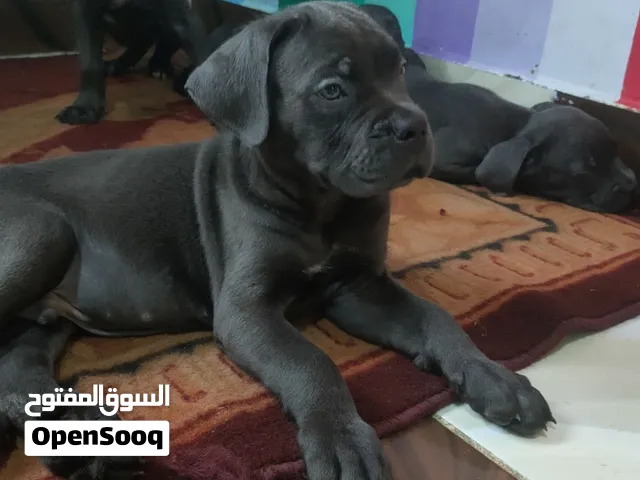 جراء cane Corso  مستوى عالي جدا